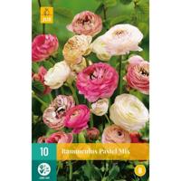 Ranunculus Pastel Mix Bloembol JUB 10 bollen - Jub - thumbnail