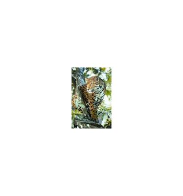 Animal Essences Jaguar (jachtluipaard) 30 Milliliter Animal Essences Jaguar (jachtluipaard) 30 Milliliter