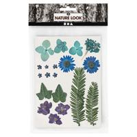 Creativ Company Gedroogde bloemen en bladeren blauw, 19dlg. - thumbnail