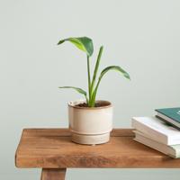 Strelitzia Nicolai Variegata - P9 - thumbnail