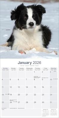 Border Collie Kalender Puppies 2026 Border Collie Kalender Puppies 2026