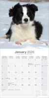 Border Collie Kalender Puppies 2026 - thumbnail