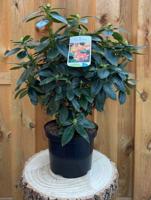 Rhododendron Saffrano groenblijvende heester rododendron met rode bloemen ca. 60-70 cm incl. pot Warentuin Natuurlijk - Warentuin natuurlijk - thumbnail