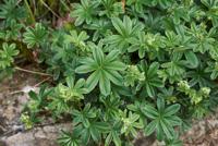 Vrouwenmantel - thumbnail