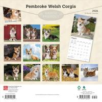 Welsh Corgi Pembroke Kalender 2026 - thumbnail