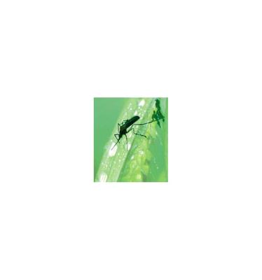 Animal Essences Mosquito (mug) 30 Milliliter Animal Essences Mosquito (mug) 30 Milliliter