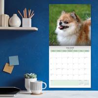 Pomeranian Kalender 2026 - thumbnail