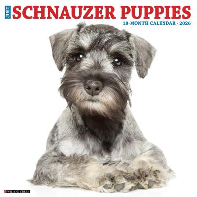Schnauzer Puppies Kalender 2026