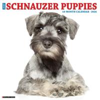Schnauzer Puppies Kalender 2026 - thumbnail