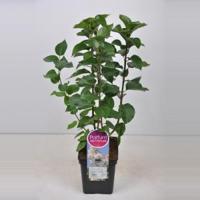 Sering (syringa vulgaris "Souv. d'Alice Harding") - 50-70 cm - 1 stuks - thumbnail