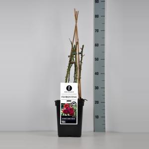 Klimroos (rosa "Florentina"®) - C5 - 1 stuks