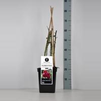 Klimroos (rosa "Florentina"®) - C5 - 1 stuks - thumbnail