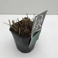 Vingergras (Panicum virgatum "Prairie Sky") siergras - In 2 liter pot - 1 stuks - thumbnail