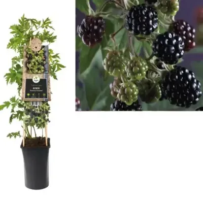 Doornloze Braam Rubus Thornless Evergreen M 75 cm klimplant