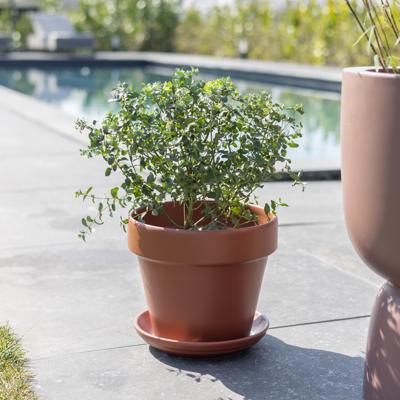 Eucalyptus Gunnii - Gomboom - P17