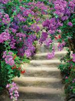 Bloemen trap 50x70cm Tuinschilderij Customize-it - Customize it - thumbnail