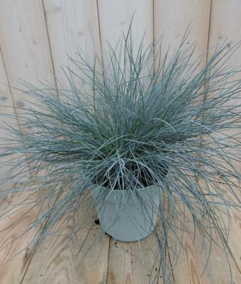 Blauw Schapengras Festuca ovina Warentuin Natuurlijk - Warentuin natuurlijk