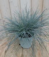 Blauw Schapengras Festuca ovina Warentuin Natuurlijk - Warentuin natuurlijk - thumbnail