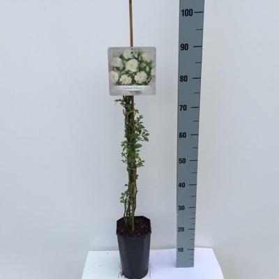 Klimroos Rosa Guirlande d 90 - 110 cm Arie Bouman - Arie bouman Klimroos Rosa Guirlande d 90 - 110 cm Arie Bouman - Arie bouman