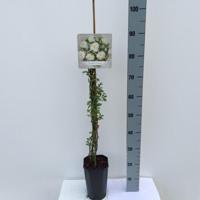 Klimroos Rosa Guirlande d 90 - 110 cm Arie Bouman - Arie bouman - thumbnail