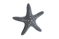 HUNTER Honden-pluchespeelgoed Skagen Zeester, grijs - thumbnail