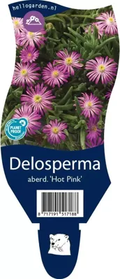 Delosperma aberd. Hot Pink vaste plant Griffioen - Griffioen Delosperma aberd. Hot Pink vaste plant Griffioen - Griffioen