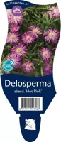 Delosperma aberd. Hot Pink vaste plant Griffioen - Griffioen - thumbnail
