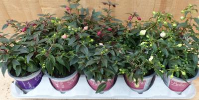 Fuchsia s Bellenplant 10 potjes in tray kleur mix Warentuin Natuurlijk - Warentuin natuurlijk