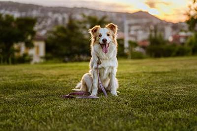 Tickless eco teek en vlo afweer voor hond en kat bruin