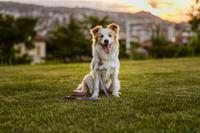 Tickless eco teek en vlo afweer voor hond en kat bruin - thumbnail