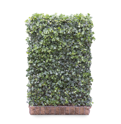 Kleinbladige klimop mobilane kant en klaar haag