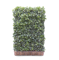 Kleinbladige klimop mobilane kant en klaar haag - thumbnail