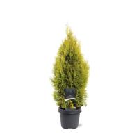 Thuja occidentalis Golden Smaragd pbr 60-80 cm Conifeer Westerse levensboom Warentuin Natuurlijk - Warentuin natuurlijk - thumbnail