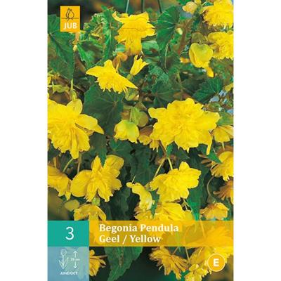 Begonia pendula geel