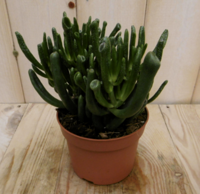 2 stuks! Kamerplant Vetplant koraal Viridi Warentuin Natuurlijk - Warentuin natuurlijk - thumbnail