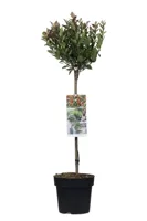 Glansmispel Chico - thumbnail