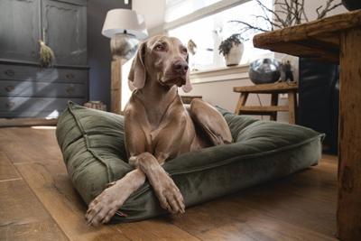 Designed by Lotte Ligkussen hond Nalino - Groen 100 x 70 x 15 cm - thumbnail