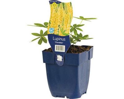 Lupinus Chandelier vaste plant Griffioen - Griffioen