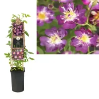 Klimplant Rosa Veilchenblau - Klimroos Paars - thumbnail