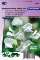 Lathyrus Odoratus zaden Dorothy Eckford 1903 reukerwt - thumbnail