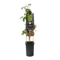 Klimplant Chinese wilde wingerd - Parthenocissus Henryana - thumbnail