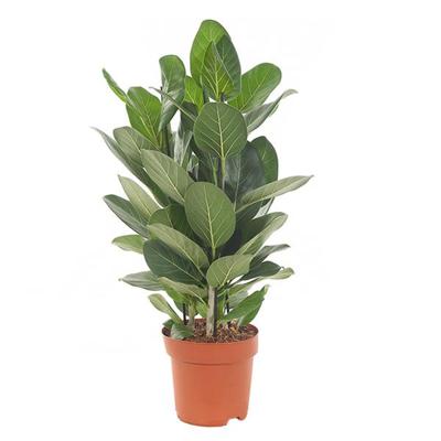 Ficus Benghalensis Audrey - P 21 cm
