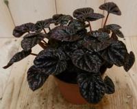 2 stuks! Kamerplant Sienna Sunset Peperomia Schumi Red Viridi Warentuin Natuurlijk - Warentuin natuurlijk - thumbnail