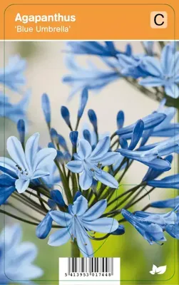 Afrikaanse lelie (agapanthus "Blue Umbrella") zomerbloeier - 12 stuks