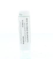 Homeoden Heel Clematis erecta D30 6 Gram - thumbnail