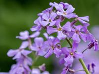 Damastbloem - thumbnail