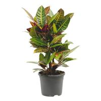 Croton Petra (Codiaeum vertakt) - P 21 cm - thumbnail