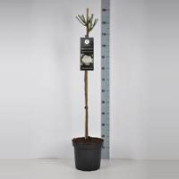 Trosroos op stam (rosa "Kristal Perle") - Stam 90 cm - 1 stuks - thumbnail