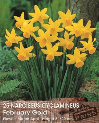 Prins narcis february gold 25 bollen