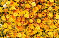 Alexsar Art Tuinschilderij gele rozen 130x70cm - thumbnail